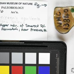 Ulutitaspis Elliott, 1984