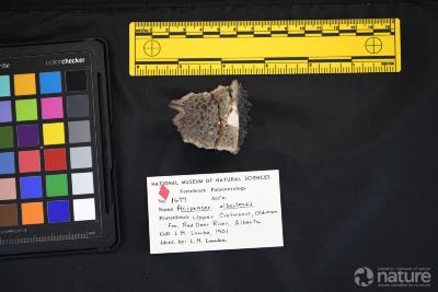 Acipenser albertensis