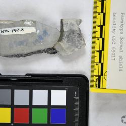 Natlaspis Dineley & Loeffler, 1976