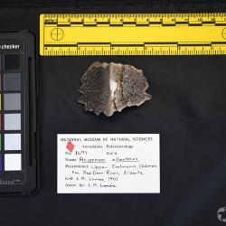 Acipenser albertensis