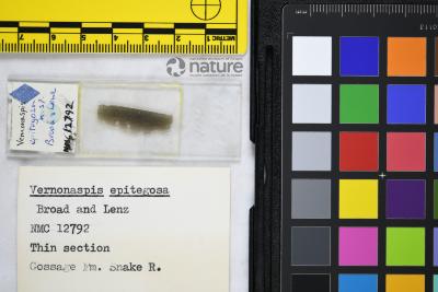 Vernonaspis Flower & Wayland-Smith, 1952