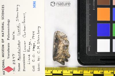 Sandalodus Newberry & Worthen, 1866