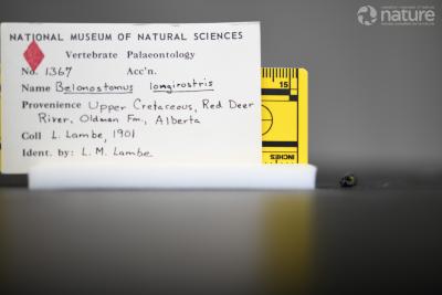 Belonostomus longirostris