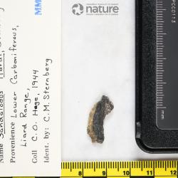 Sandalodus Newberry & Worthen, 1866