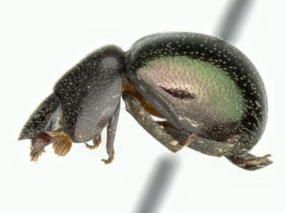 Astaenomoechus mixtus