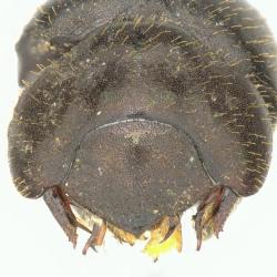 Astaenomoechus multipunctatus