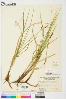 Carex exsalina