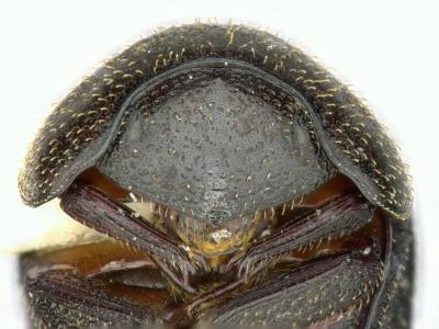 Astaenomoechus estriatus