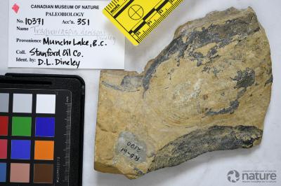 Traquairaspis Kiaer, 1932