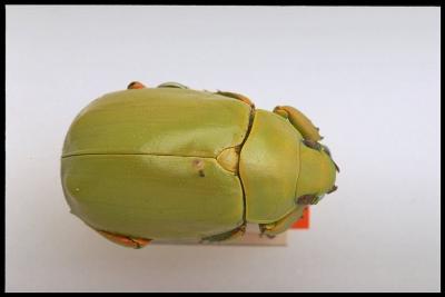 Chrysina prototelica