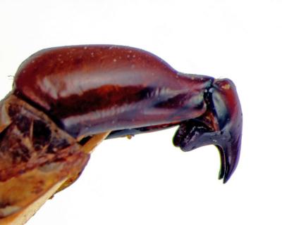 Mecopelidnota obscura