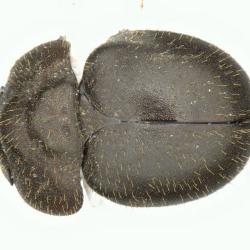 Astaenomoechus multipunctatus