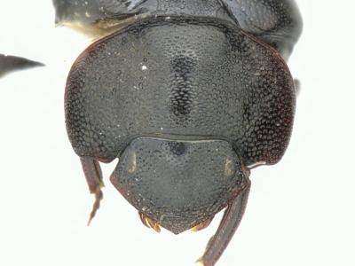 Astaenomoechus cavei