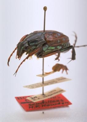 Dialithus scintillans