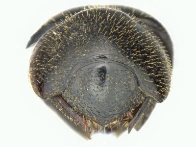 Astaenomoechus solisi