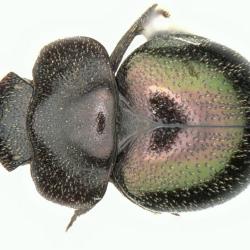 Astaenomoechus mixtus