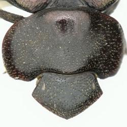 Astaenomoechus mixtus