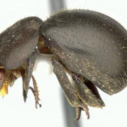 Astaenomoechus multipunctatus