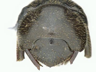 Astaenomoechus hispidus