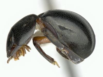 Astaenomoechus parvosetosus