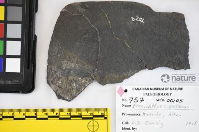 Elonichthys cupidineus