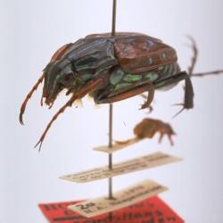 Dialithus scintillans