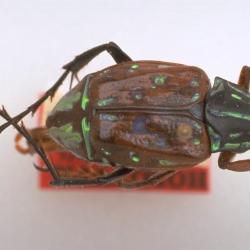 Dialithus scintillans