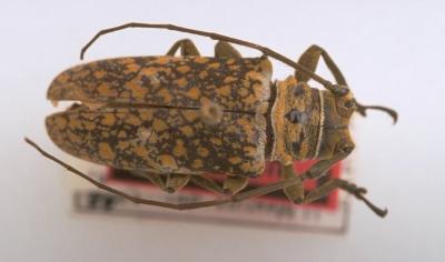 Lochmaeocles leuripennis