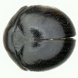 Astaenomoechus punctifrons