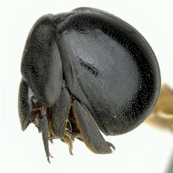 Astaenomoechus punctifrons