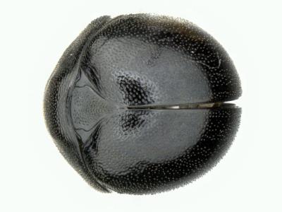 Astaenomoechus punctifrons