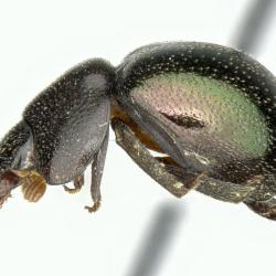 Astaenomoechus mixtus