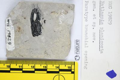 Natlaspis Dineley & Loeffler, 1976