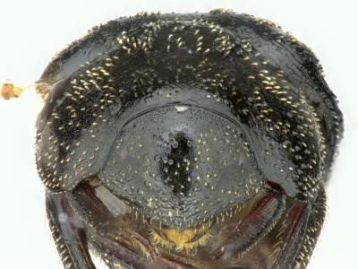Astaenomoechus paniculus