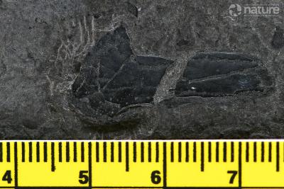 Melanognathus canadensis