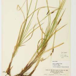 Carex exsalina