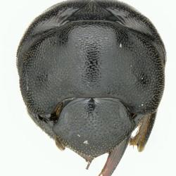Astaenomoechus punctifrons