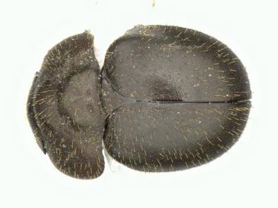 Astaenomoechus multipunctatus