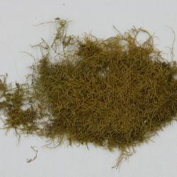 Tripterocladium leucocladulum