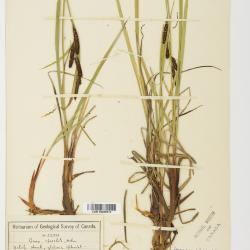 Carex aquatilis