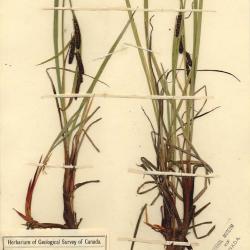 Carex aquatilis