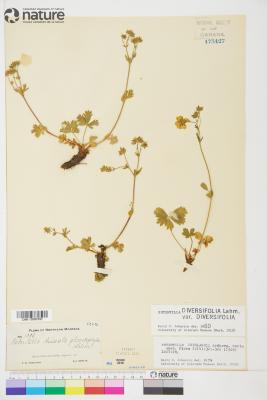 Potentilla L.