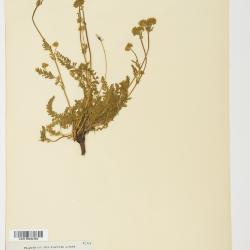 Horkelia Cham. & Schltdl.