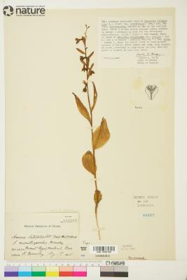 Epipactis helleborine