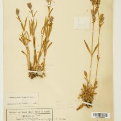 Silene douglasii