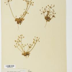 Androsace septentrionalis