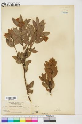 Arctostaphylos virgata