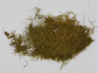 Tripterocladium leucocladulum