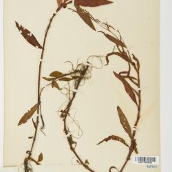 Persicaria hydropiperoides