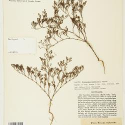 Paronychia lindheimeri